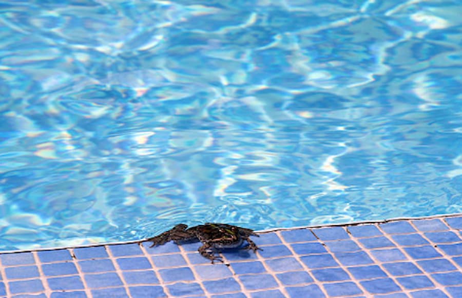 Cómo evitar la aparición de renacuajos en la piscina